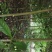 自产自销湖南乐昌含笑米径4-6cm含笑树行道树