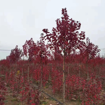 红枫小苗红冠小苗各种规格均有