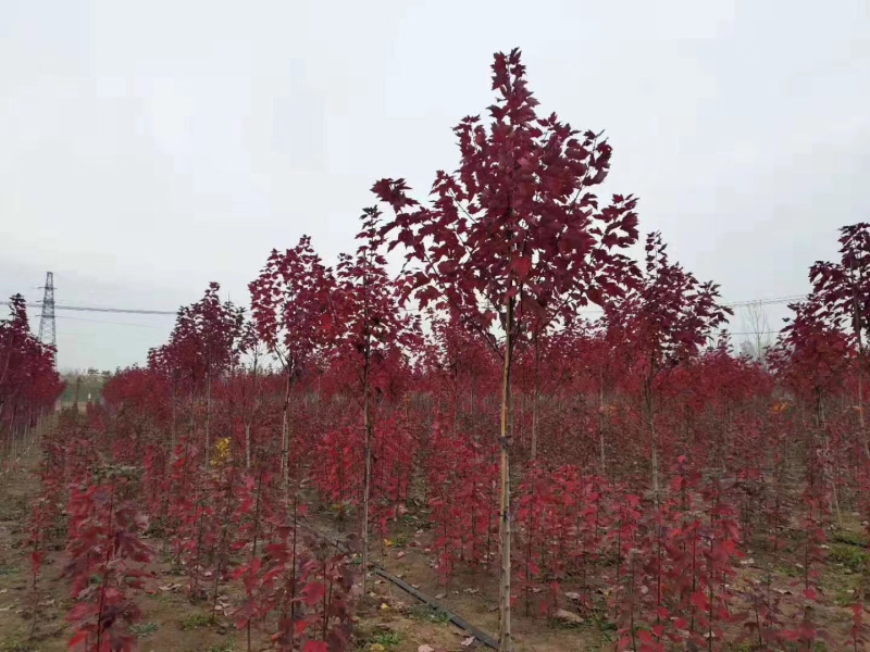 红枫小苗红冠小苗各种规格均有