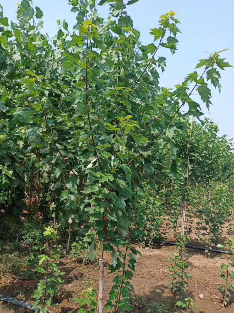 红枫小苗红冠小苗各种规格均有