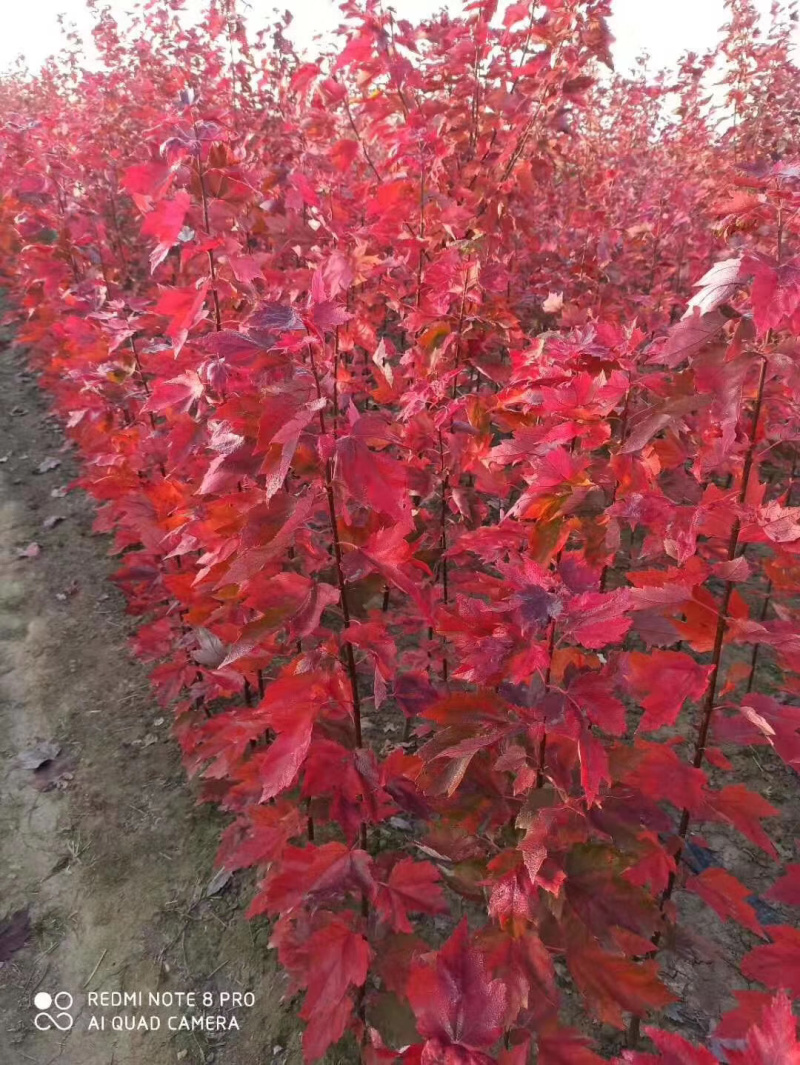 红枫小苗红冠小苗各种规格均有