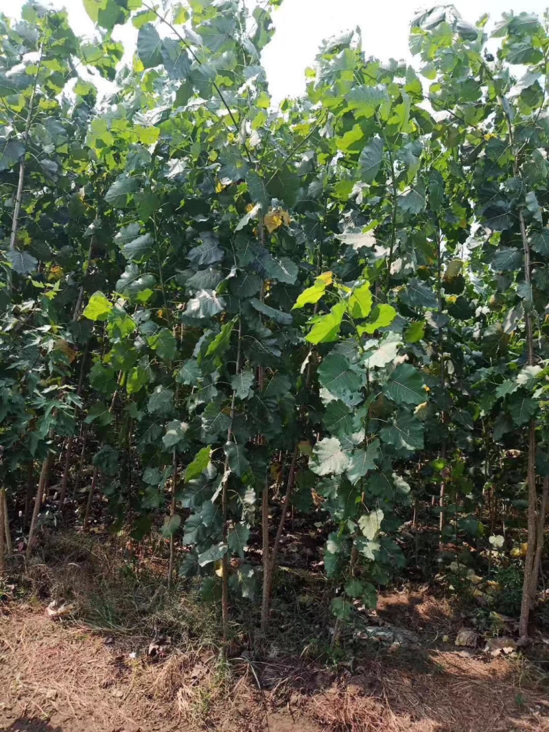 红枫小苗红冠小苗各种规格均有