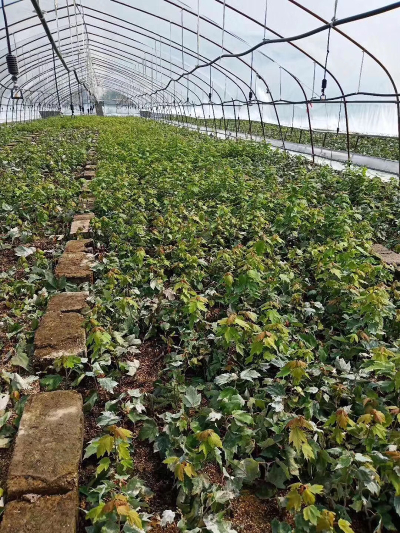 红枫小苗红冠小苗各种规格均有