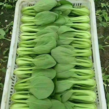 河北邯郸上海清小油菜提供一亩田线上交易资金安全有保证