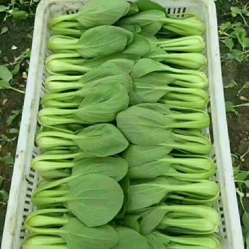 河北邯郸上海清小油菜提供一亩田线上交易资金安全有保证