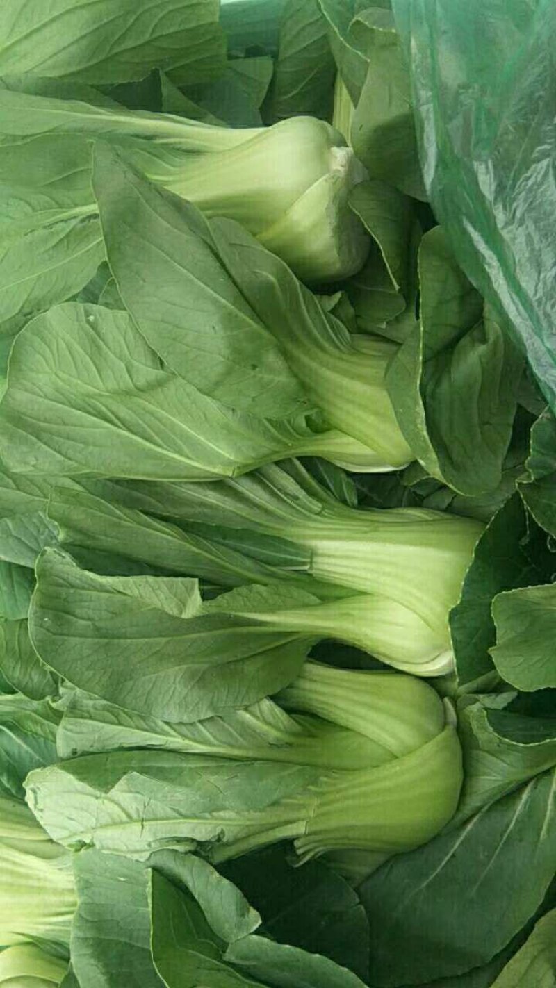 河北邯郸上海清小油菜提供一亩田线上交易资金安全有保证