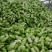 儿菜芽子