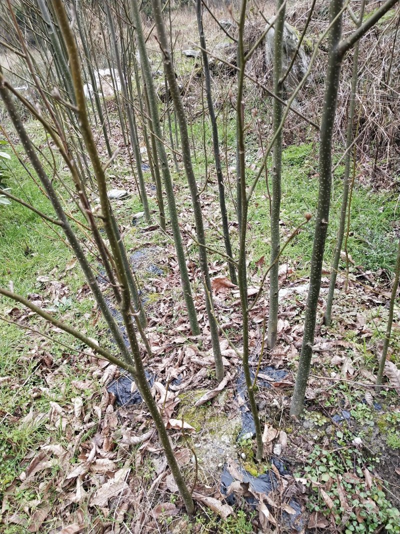 青钱柳苗