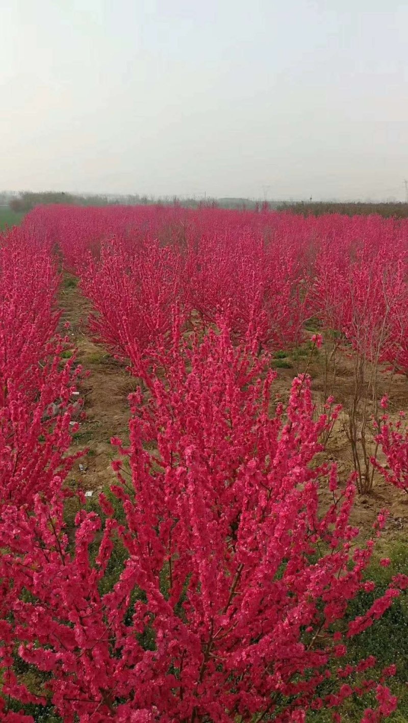 满天红碧桃，河南鄢陵货源，自家苗圃一手货源无中介。