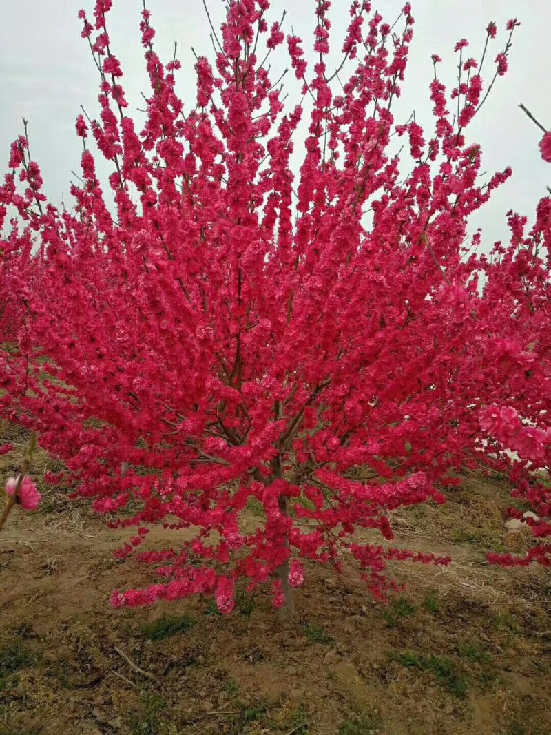 满天红碧桃，河南鄢陵货源，自家苗圃一手货源无中介。