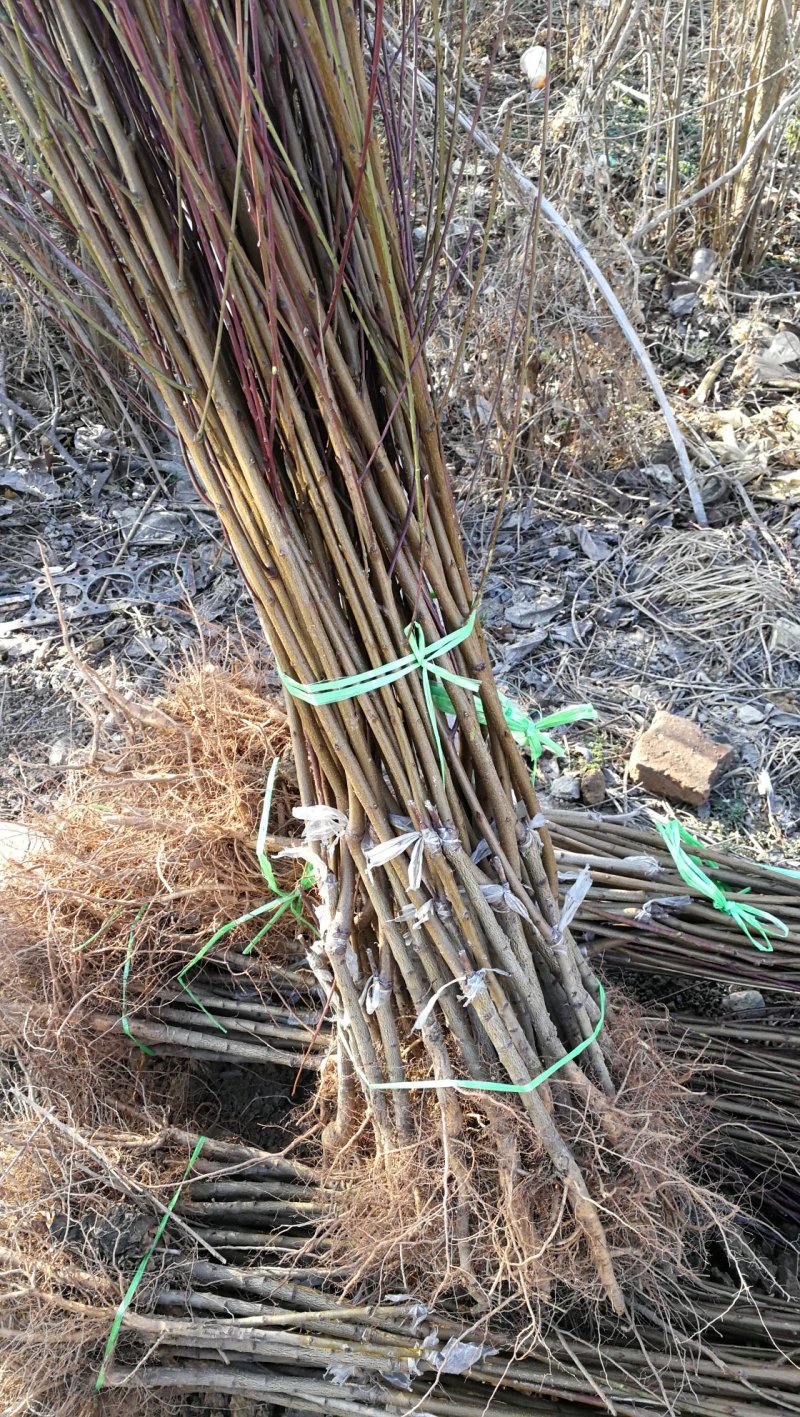 满天红碧桃，河南鄢陵货源，自家苗圃一手货源无中介。