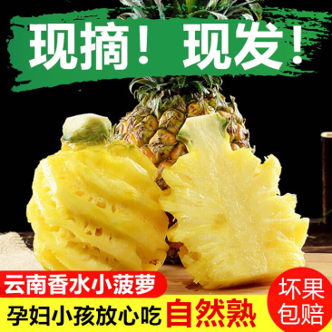 云南香水小菠萝支持一件代发整车配货现在价格便宜