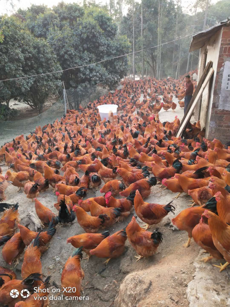 三黄阉鸡，150天的