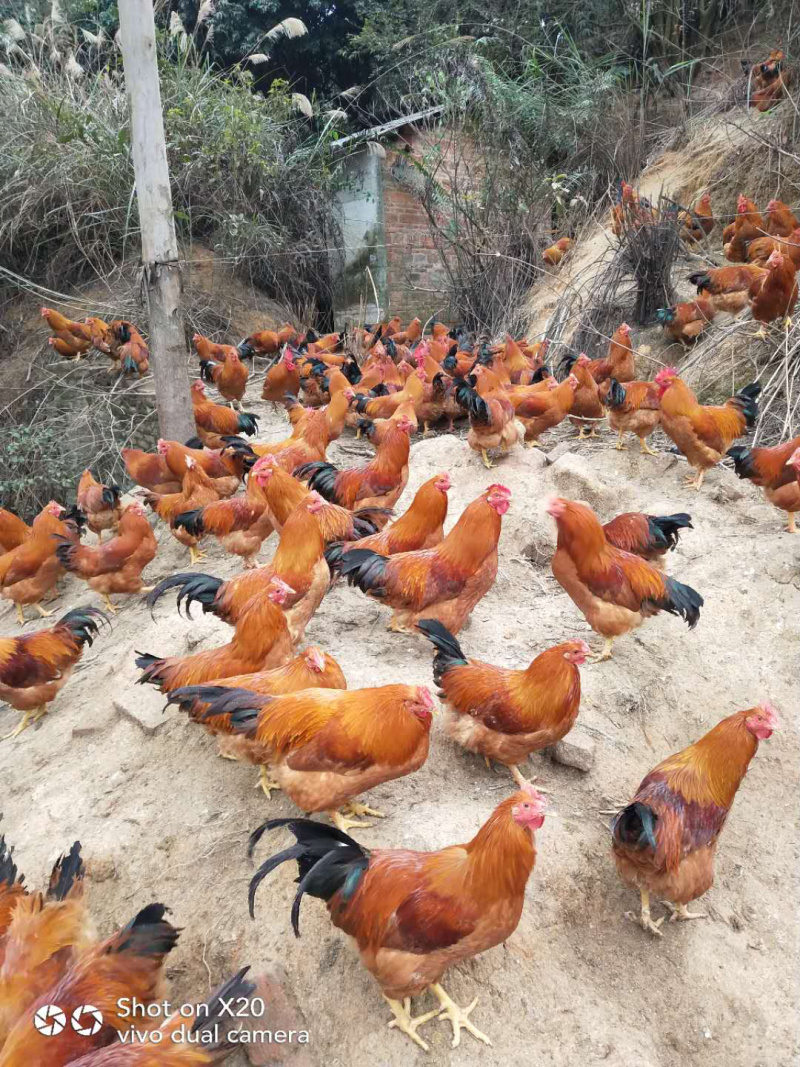 三黄阉鸡，150天的