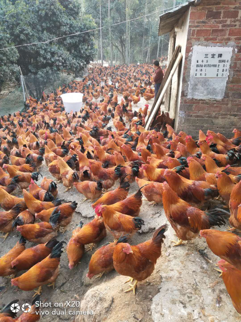 三黄阉鸡，150天的