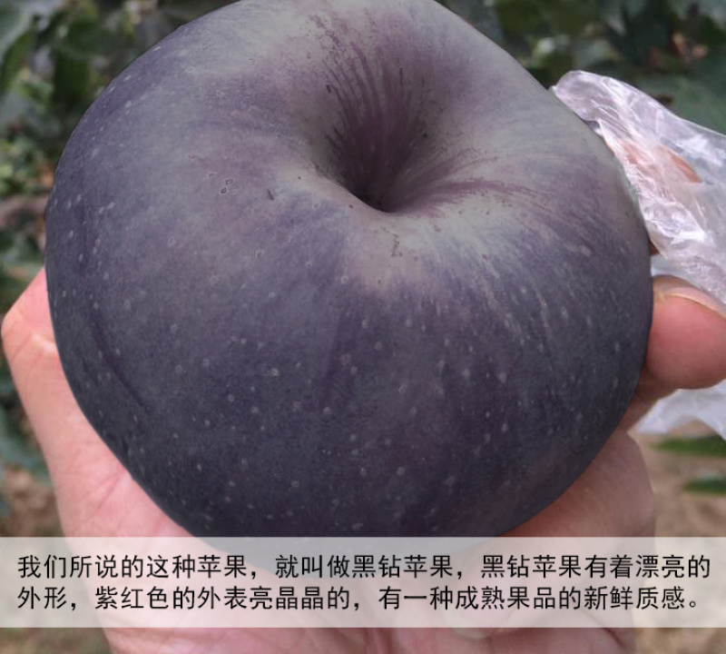 黑钻苹果苗新品种林芝黑苹果苗保真，数量有限