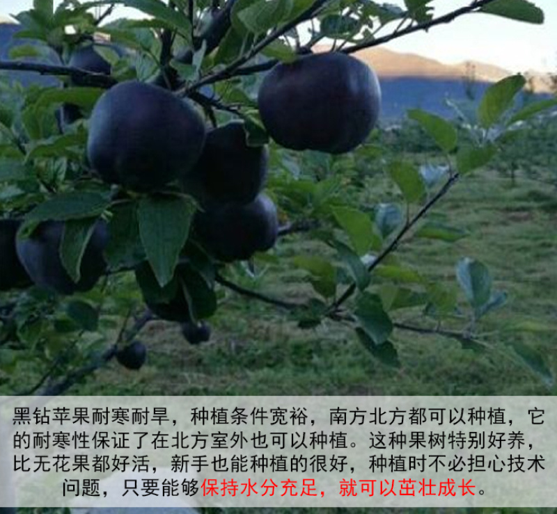 黑钻苹果苗新品种林芝黑苹果苗保真，数量有限