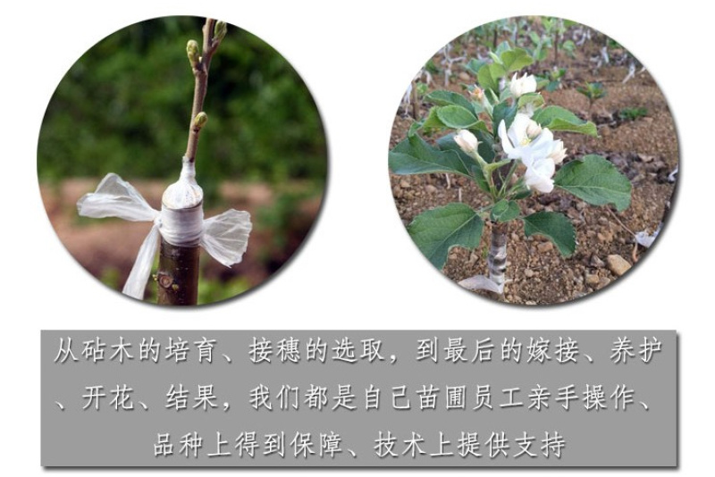 黑钻苹果苗新品种林芝黑苹果苗保真，数量有限