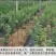 黑钻苹果苗新品种林芝黑苹果苗保真,数量有限