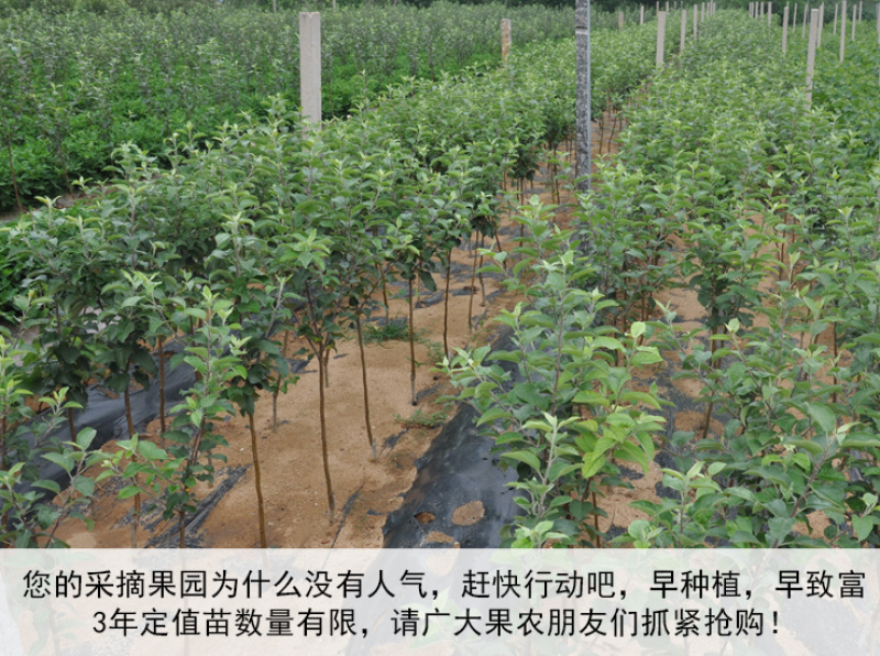 黑钻苹果苗新品种林芝黑苹果苗保真，数量有限