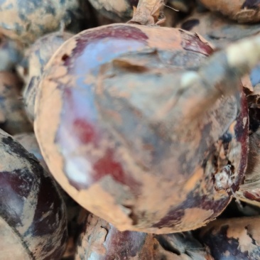 马蹄:大量批发要的联系0.5一斤