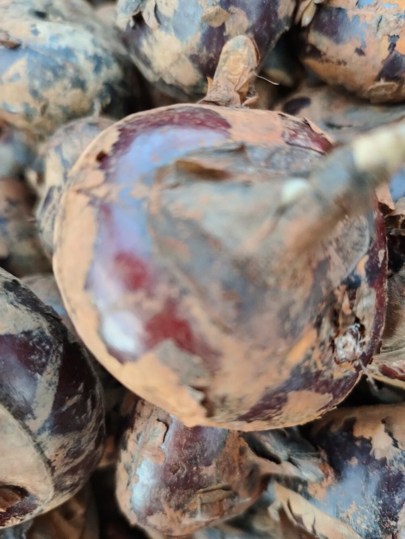 马蹄:大量批发要的联系0.5一斤