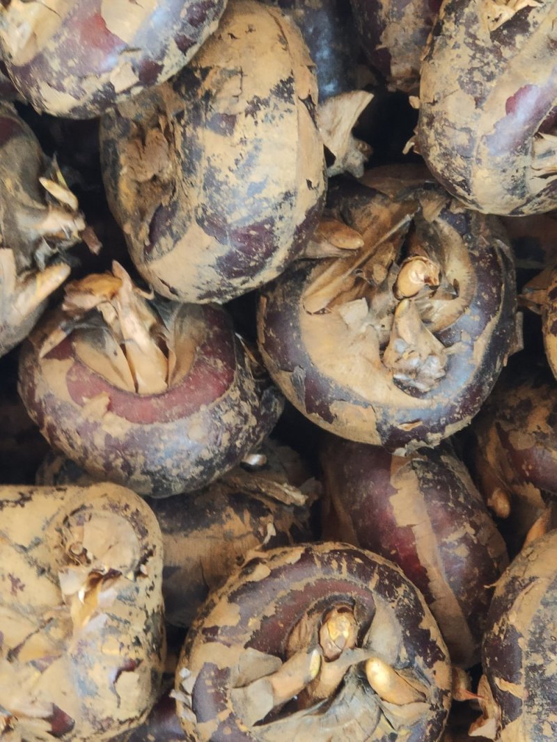 马蹄:大量批发要的联系0.5一斤