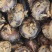 马蹄:大量批发要的联系0.5一斤