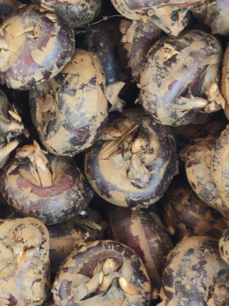 马蹄:大量批发要的联系0.5一斤