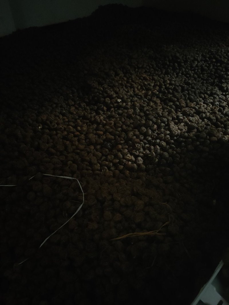 马蹄:大量批发要的联系0.5一斤