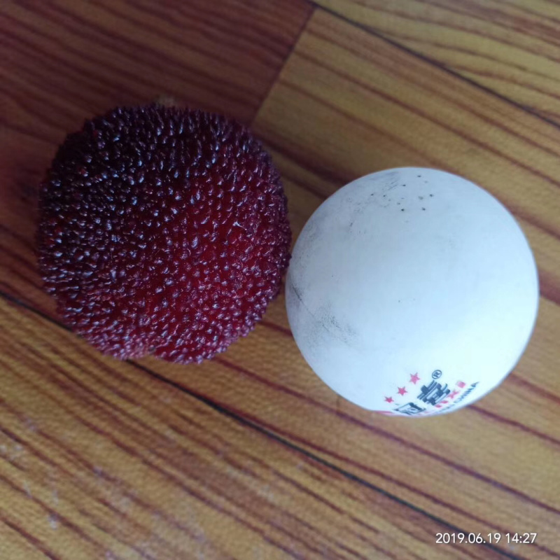 正宗嫁接杨梅树苗，太东魁杨梅树苗，大黑炭杨梅树苗，一年苗