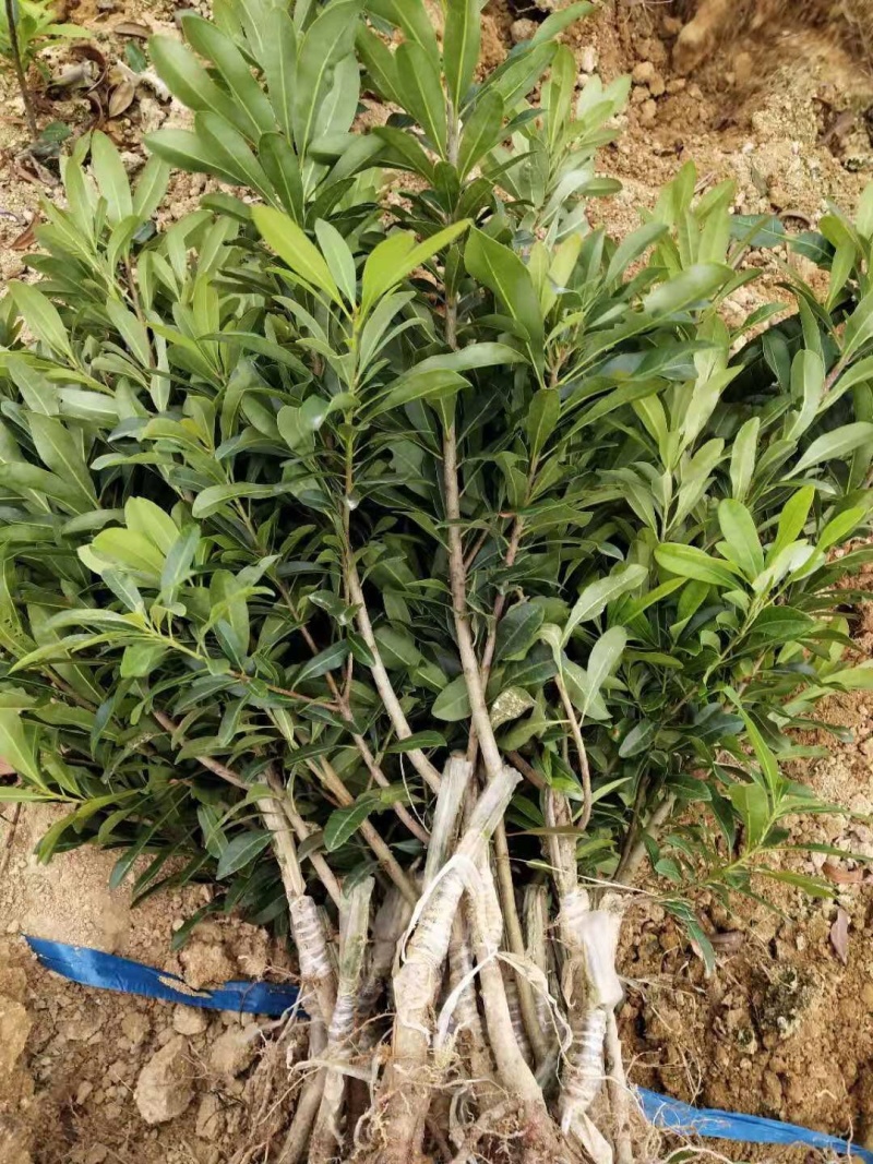 正宗嫁接杨梅树苗，太东魁杨梅树苗，大黑炭杨梅树苗，一年苗