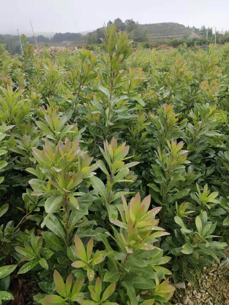 正宗嫁接杨梅树苗，太东魁杨梅树苗，大黑炭杨梅树苗，一年苗