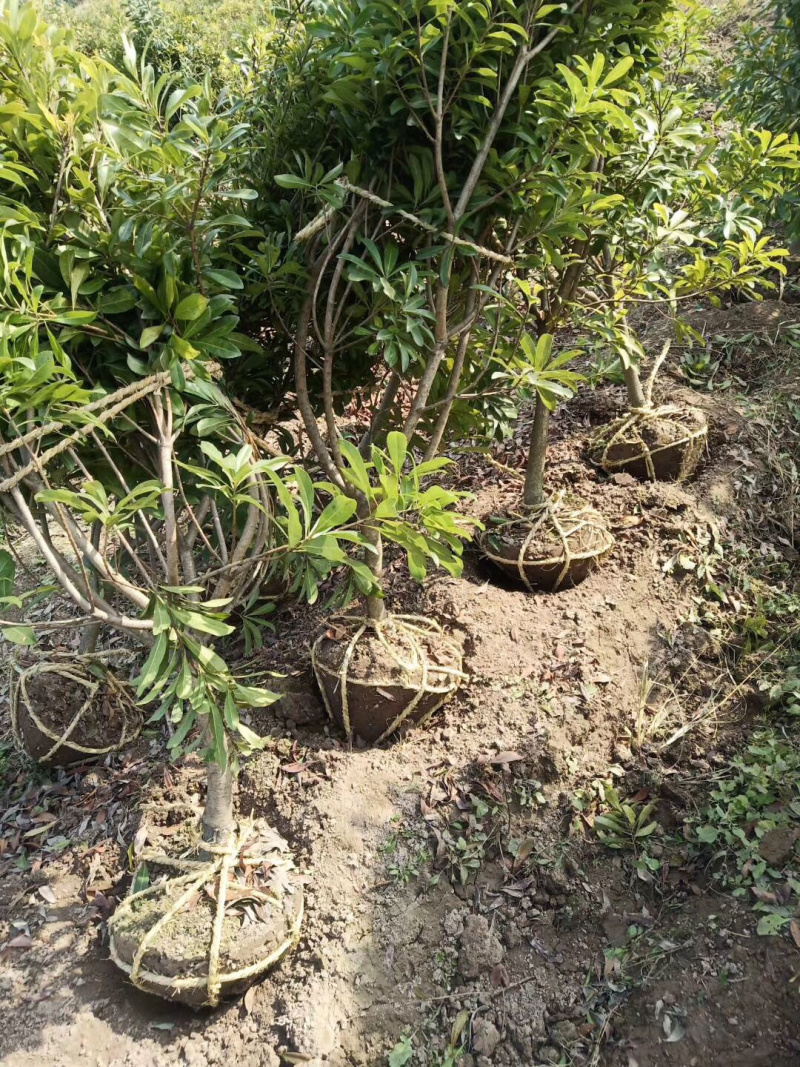 正宗嫁接杨梅树苗，太东魁杨梅树苗，大黑炭杨梅树苗，一年苗