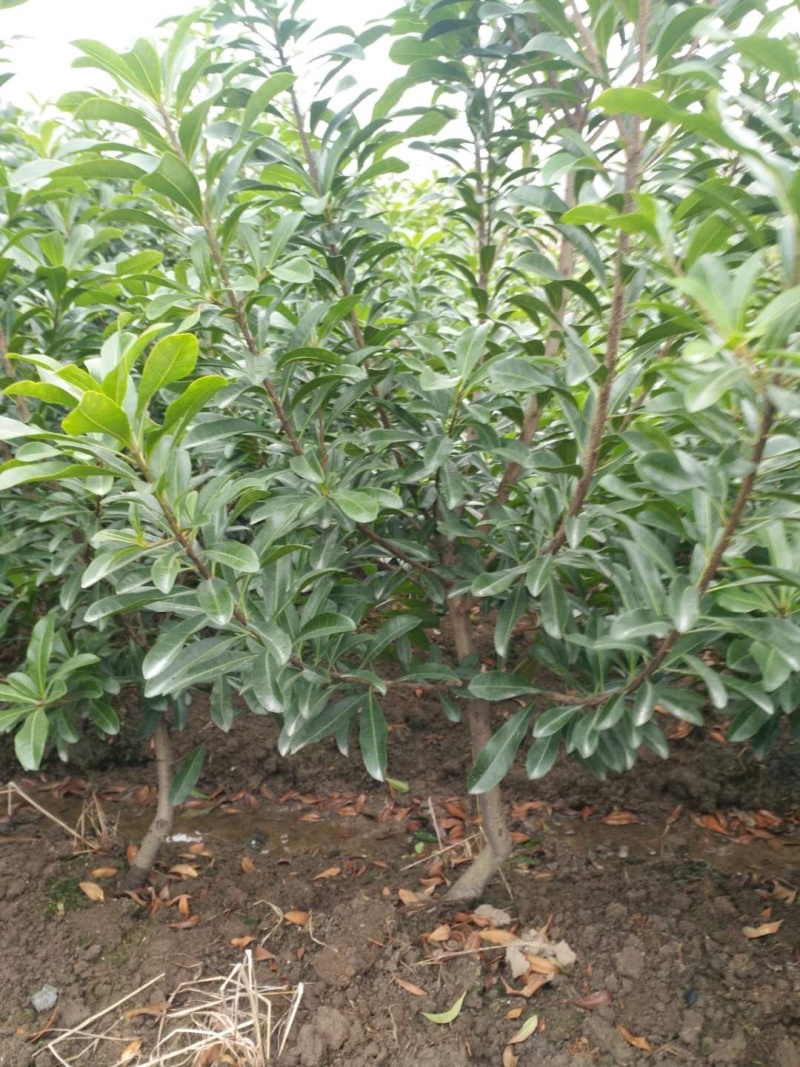 正宗嫁接杨梅树苗，太东魁杨梅树苗，大黑炭杨梅树苗，一年苗