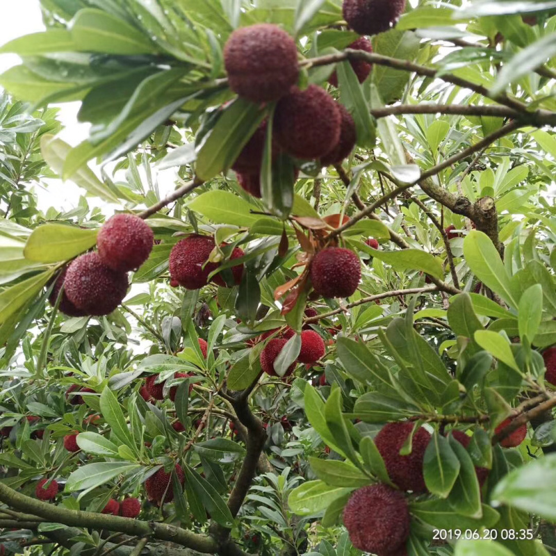 正宗嫁接杨梅树苗，太东魁杨梅树苗，大黑炭杨梅树苗，一年苗