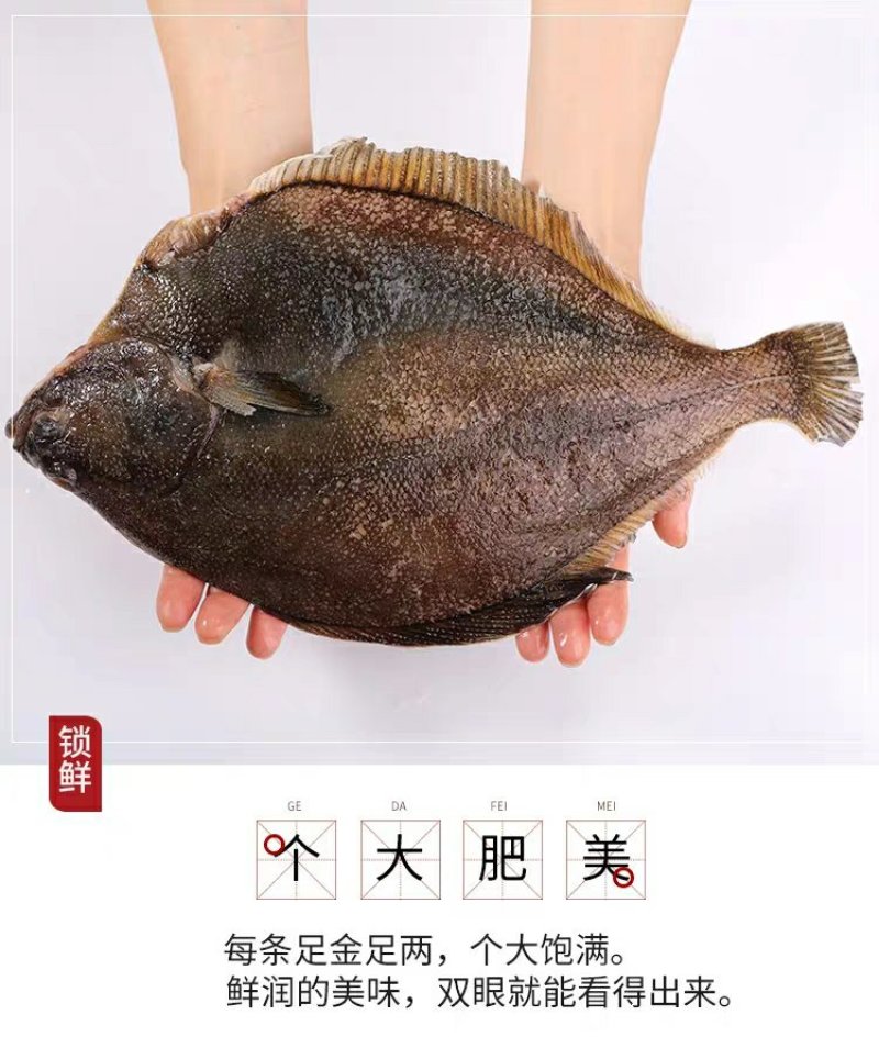 碟鱼整条碟鱼美洲碟鱼