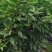 （牛）广西正宗沃柑苗，砂糖橘，金秋，免费指导种植技术