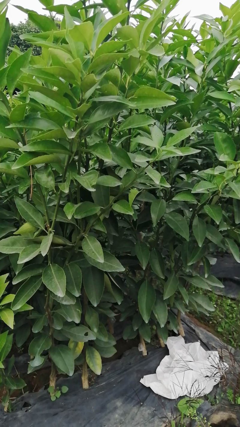 （牛）广西正宗沃柑苗，砂糖橘，金秋，免费指导种植技术