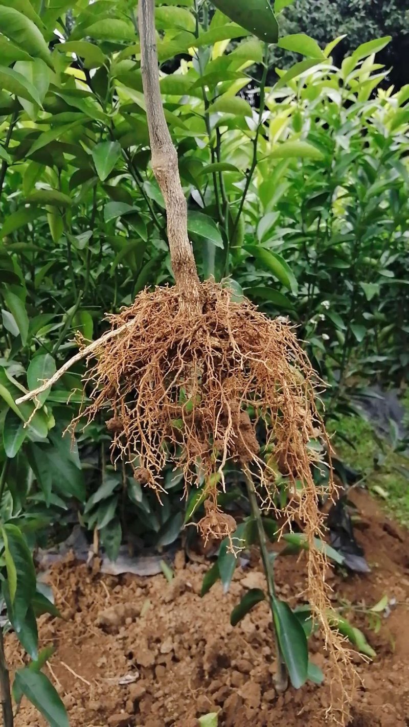 （牛）广西正宗沃柑苗，砂糖橘，金秋，免费指导种植技术