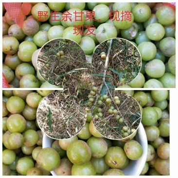 橄榄，又名余甘果，吃起来又苦又酸，过后甘凉，十分正气！