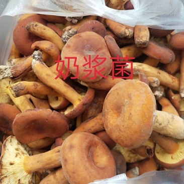 野生菌奶浆菌，云南，偏远地方先咨询在下单！