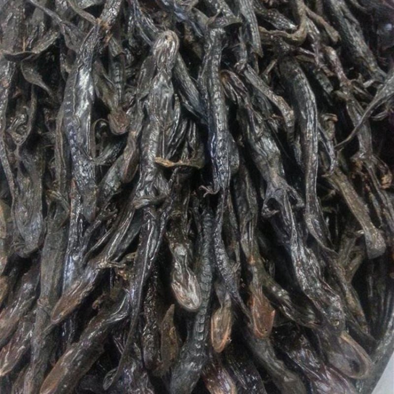 红杉鱼，羌活鱼，道地药材产地直供，药典标准一件100克