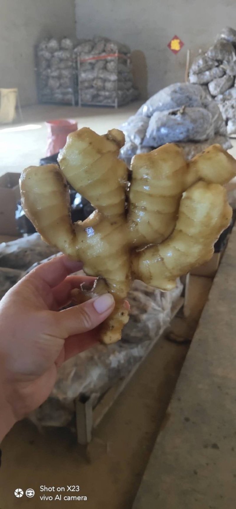 生姜大黄姜