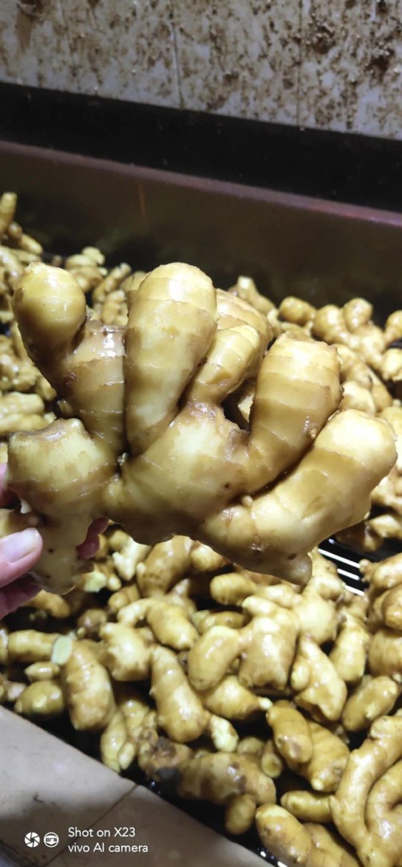 生姜大黄姜