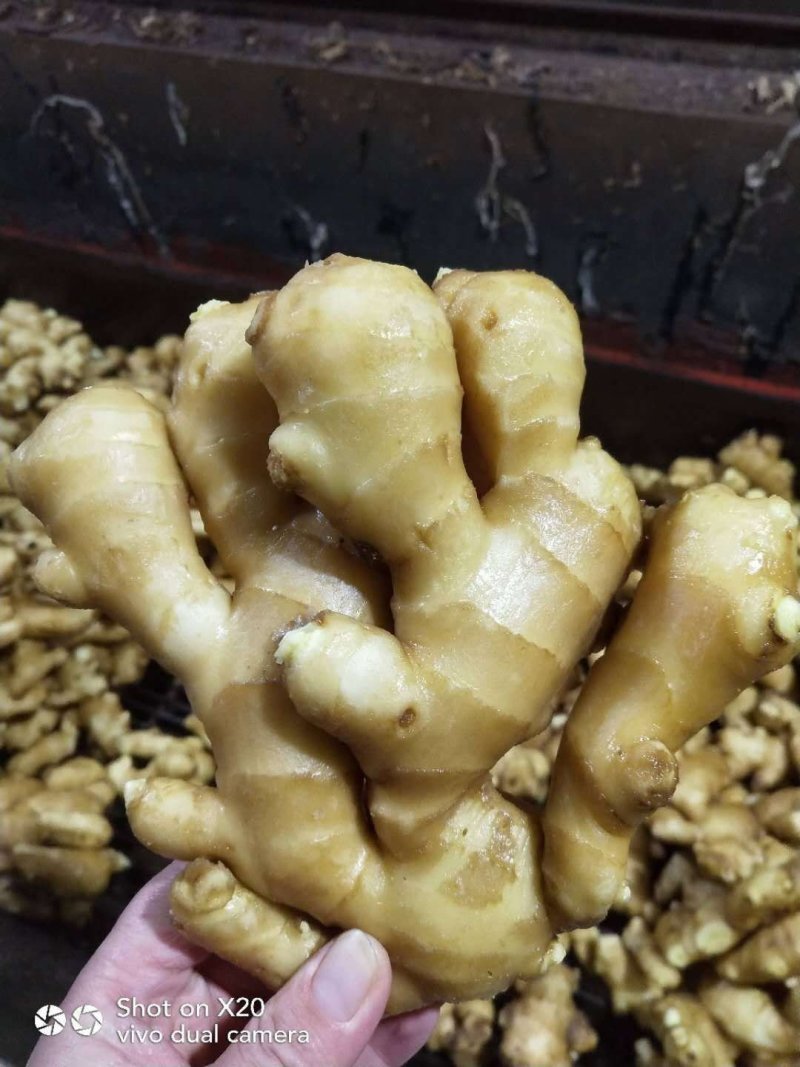 生姜大黄姜