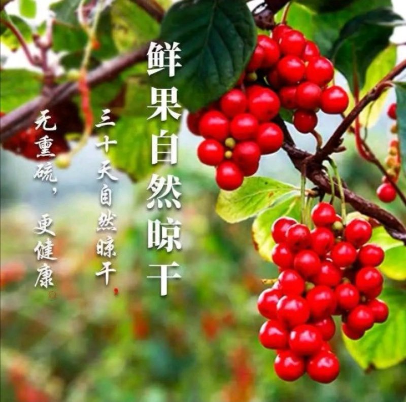 长白山野生五味子一斤起卖包邮产地直供当天发货
