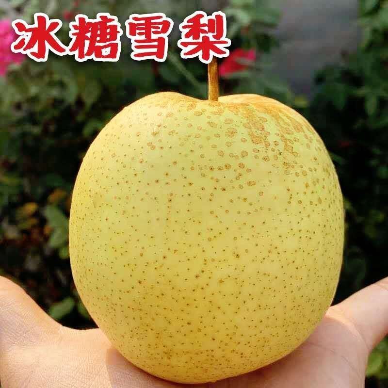 河北雪花梨果批发整箱5斤10斤当季新鲜冰糖雪梨脆甜梨子
