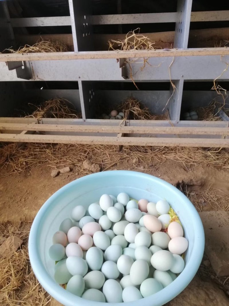 盐津乌骨黑鸡五黑鸡种蛋种蛋全国包邮包破损