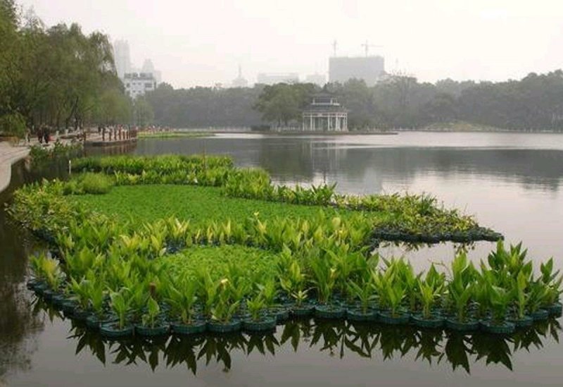 水生植物，沉水植物，生态浮岛